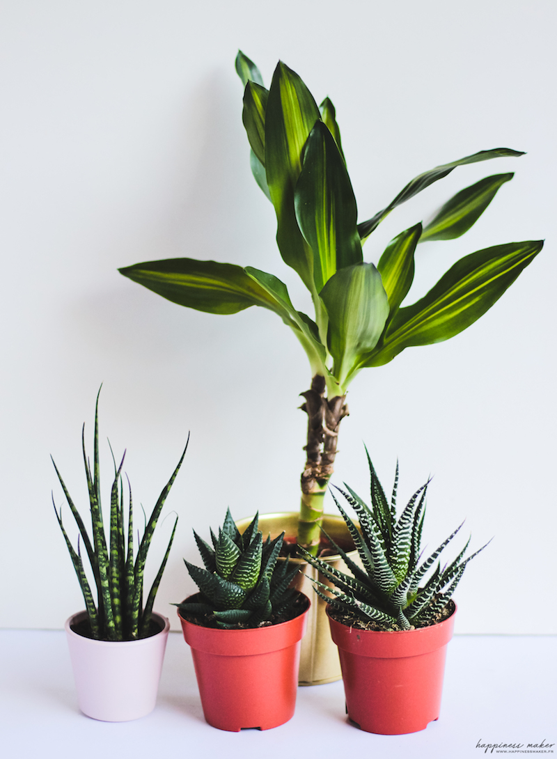 ikea plantes grasses deco vegetale Happiness Maker