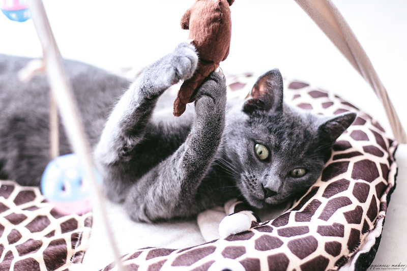 Les Meilleurs Jouets Pour Chats Selon Gaia Happiness Maker