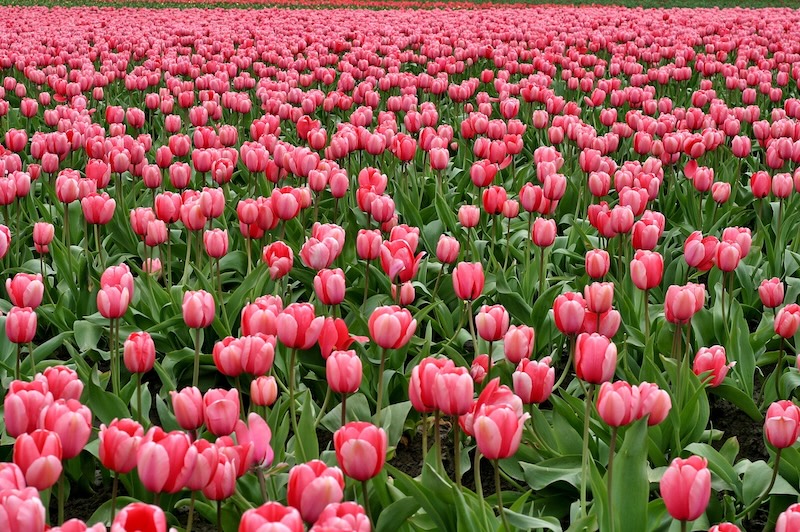 bulbes tulipes quand planter